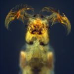Detall del cap i tòrax d'una larva de mosca negra (Simulium sp)